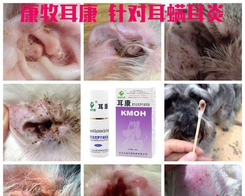 小狗中耳炎是怎么回事？如何预防和治疗？