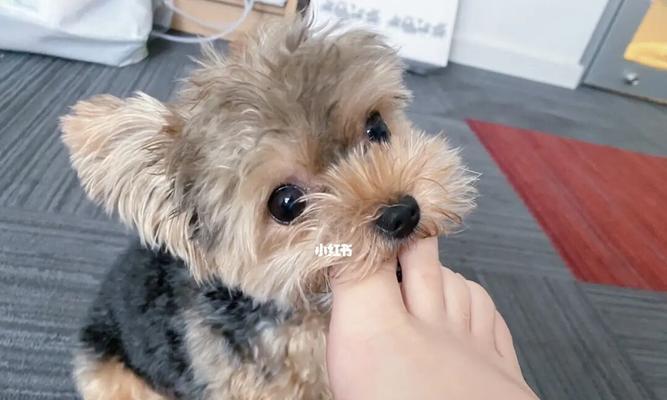 小狗爪子特别长的原因是什么?