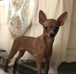 小鹿狗狗仔多少钱一只?购买时需要注意哪些事项?