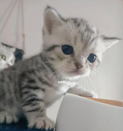 两个月大的小猫适合吃什么食物?喂养时应注意哪些问题?