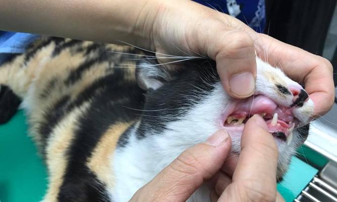 小猫什么时候长出犬齿?犬齿长出的正确时间是什么时候?