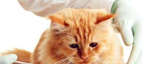 小猫肠胃不舒服是什么原因?如何预防和治疗?