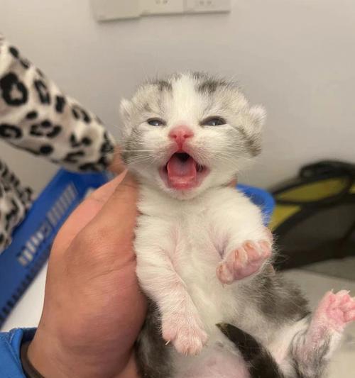 小猫出生第二天就睁眼是怎么回事?常见问题解答