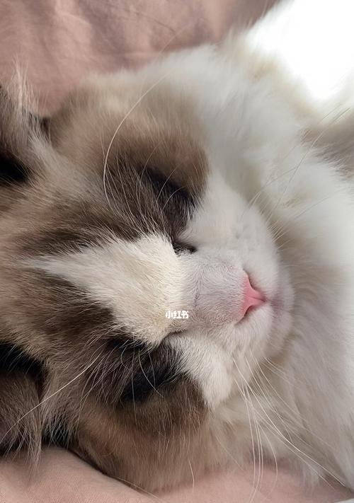 小猫感冒了还会呼噜吗?感冒症状和呼噜声有关系吗?