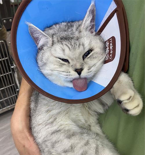 小猫呼吸急促站不起来怎么办?可能的原因和紧急处理方法是什么?