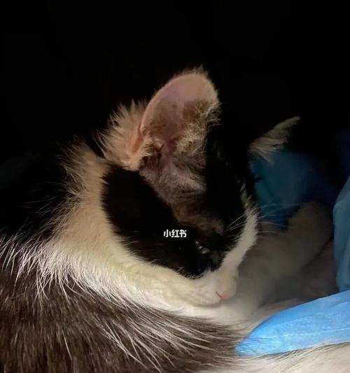 小猫疫苗过敏了怎么办?处理方法和预防措施是什么?