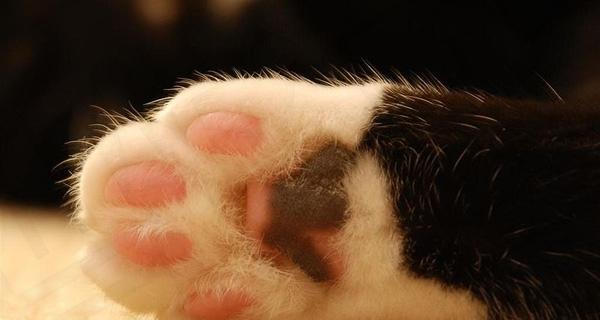 小猫爪子很大可能是哪种病征?如何正确处理?