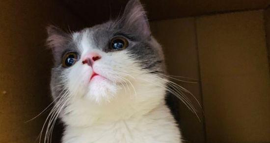 小猫咪眼睛颜色会变吗?这是怎么回事?