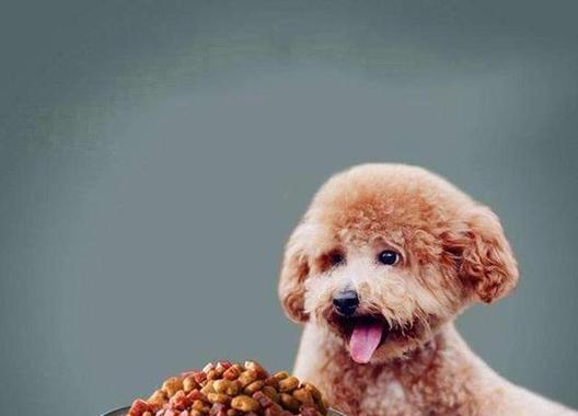 小泰迪狗要吃什么食物?营养均衡的饮食建议是什么?