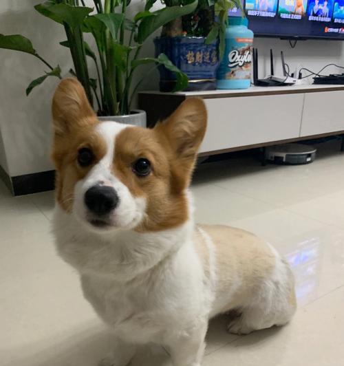 狗狗太瘦怎么办？如何增重和改善营养状况？