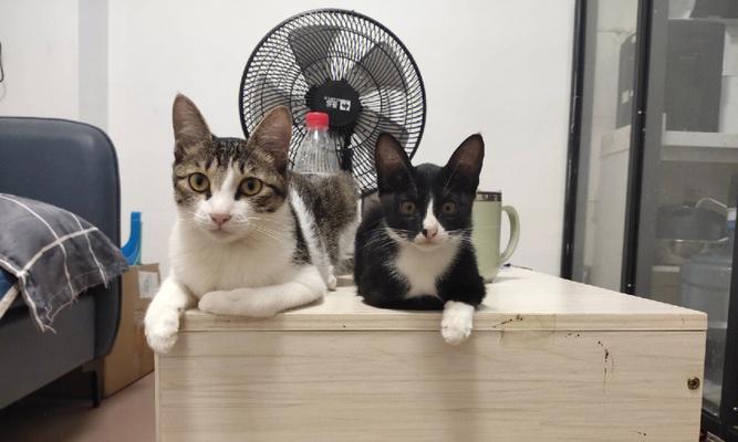 把猫带上地铁需要遵守哪些规定?具体步骤是什么?