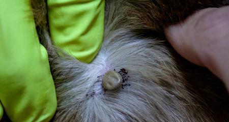 猫咪螨虫感染怎么办？如何预防和治疗？