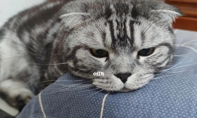 2个月的小猫眼睛流泪是怎么回事？如何处理？