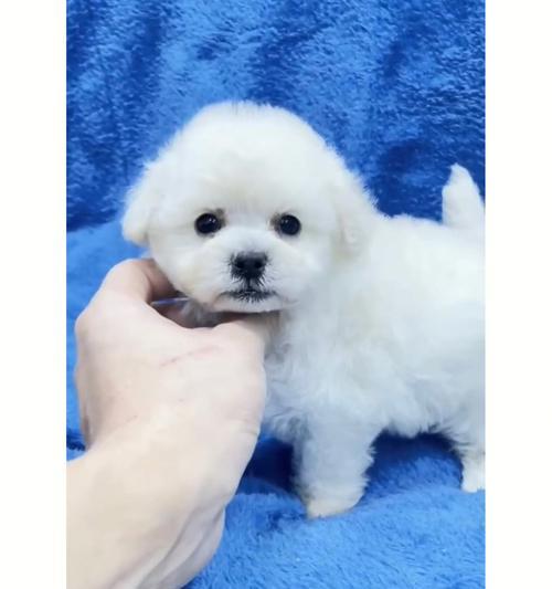 比熊幼犬驱虫费用多少？如何选择合适的驱虫方案？