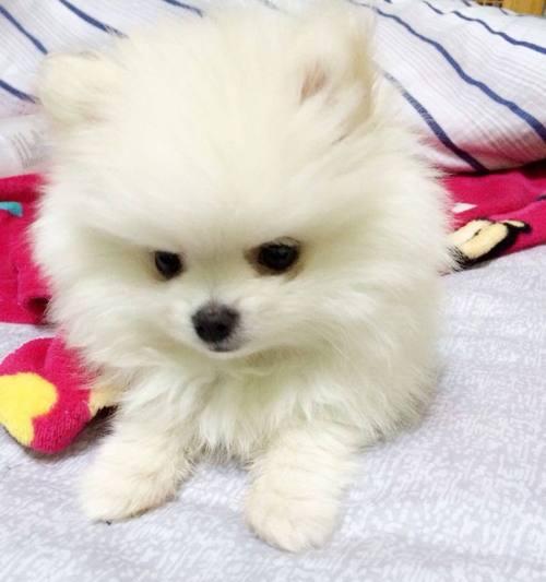 博美幼犬呕吐怎么办?如何快速解决宠物不适?