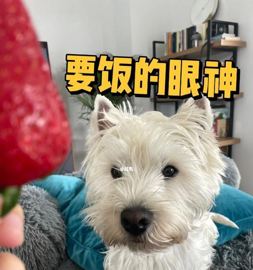 狗吃什么对眼睛恢复好？哪些食物有助于狗狗视力恢复？