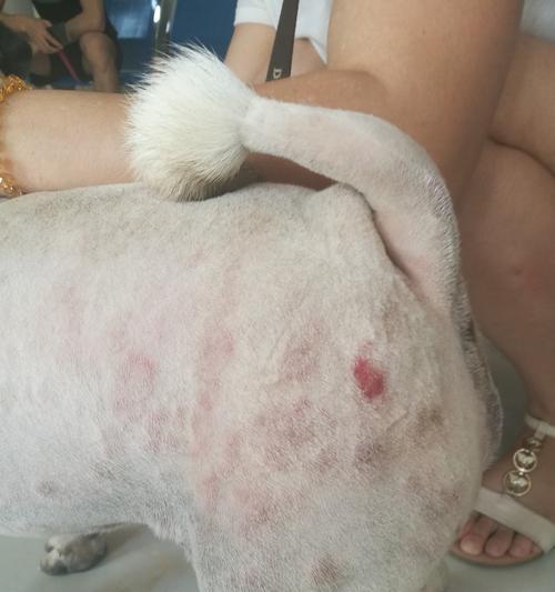 狗狗皮肤病吃什么食物有益？如何通过饮食改善狗狗皮肤病？