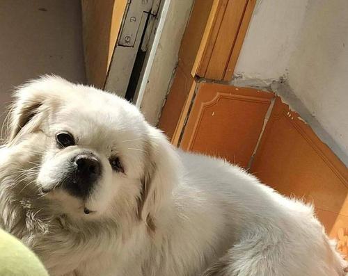 狗狗丢了能自己回来吗？如何提高找回的概率？