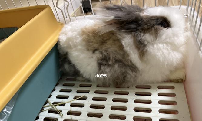 狗狗肚子胀气怎么办?如何快速缓解宠物不适?