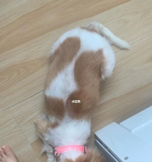 狗狗腹胀腹水穿刺方法是什么?需要什么准备?