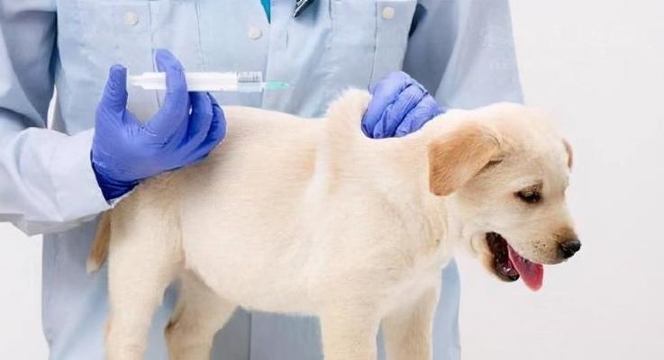 狗狗刚生产后需要注意什么？如何照顾新生幼犬？