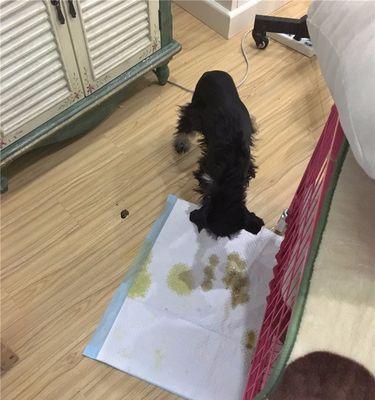 狗狗拉的粑粑黑中带白是怎么回事？可能是什么健康问题？