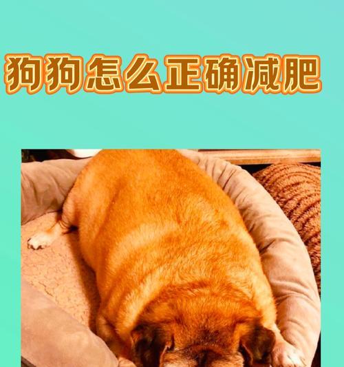 4个月大的狗狗每顿应该吃多少狗粮？如何计算合适的食量？