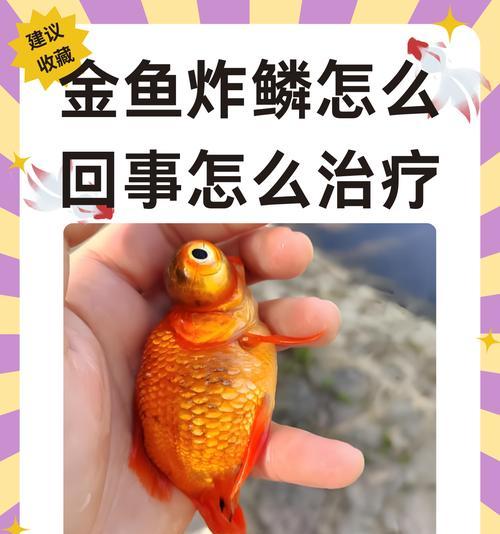 金鱼鱼苗为何不易患病?如何保持金鱼苗的健康?