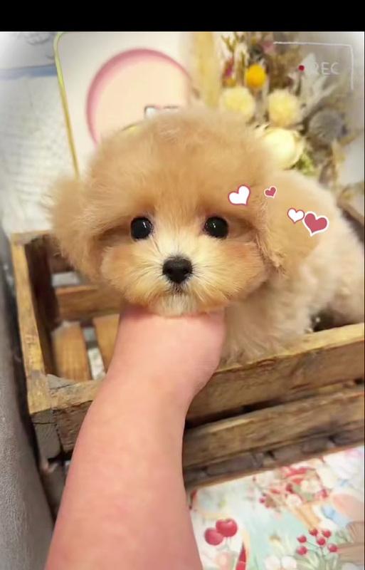 在川沙捡到的泰迪价值多少？捡到宠物后应如何处理？