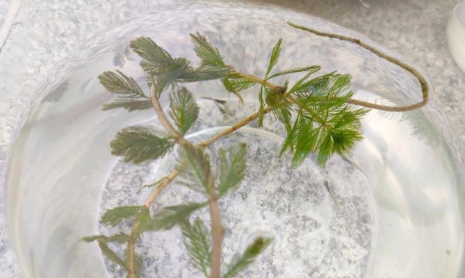 土鲮鱼苗的鱼鳍是什么颜色？如何判断鱼苗的健康状况？