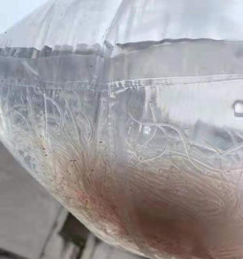捕捞鳗鱼苗需要哪些证件？流程是怎样的？