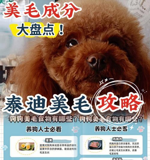 汉中泰迪修剪毛发的费用是多少？