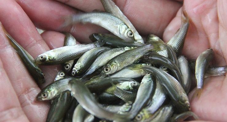 真鳄龟食用鱼苗会导致死亡吗？原因是什么？