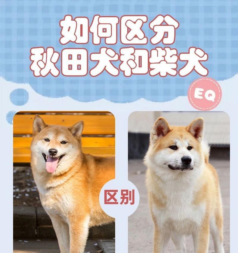 标准型柴犬的体重标准是什么?如何判断柴犬是否达标?