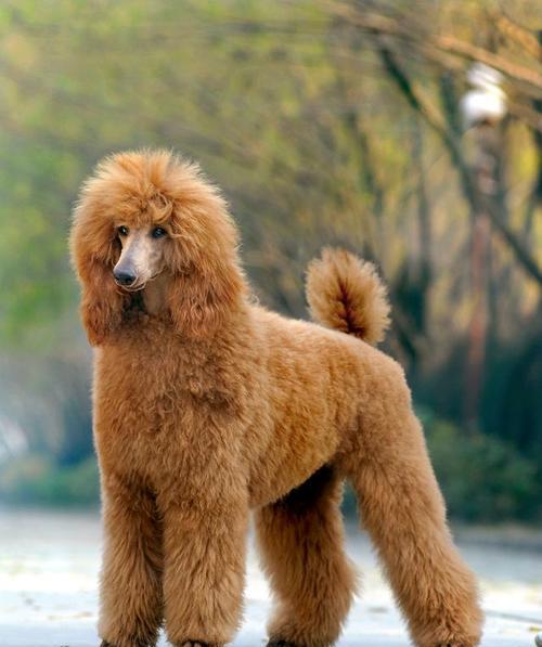 宠物巨贵犬和大型犬品种有哪些？