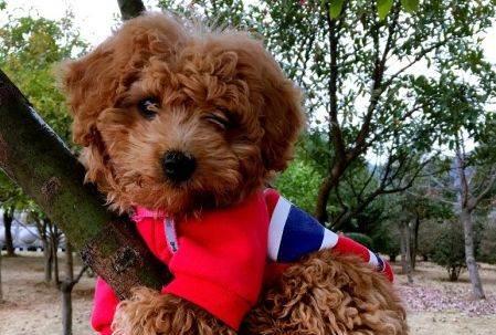 成都地区泰迪幼犬的售价是多少?购买时应考虑哪些因素?
