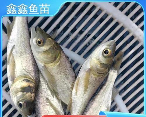 院里适合养殖哪些鱼苗?