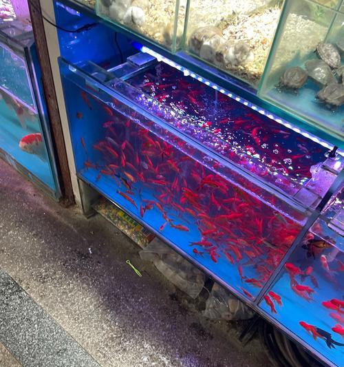 潍坊北海放鱼苗的地点在哪里？