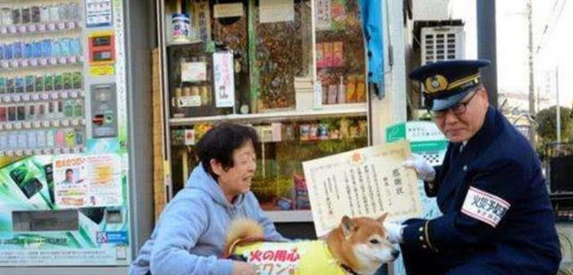 柴犬宠物顾问的月薪一般是多少?如何成为一名宠物顾问?