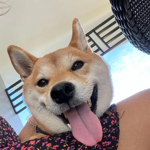 黄岛区柴犬的价格是多少？购买时应该注意什么？
