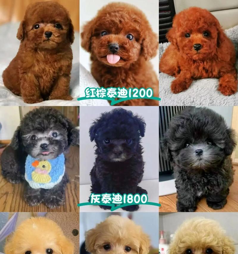 精典泰迪的价格是多少？购买时应注意哪些事项？