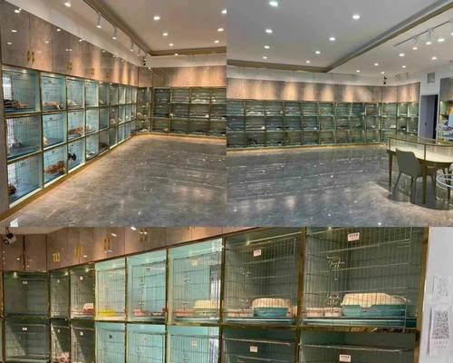 运城的泰迪造型店在哪里？在运城给泰迪做造型需要多少钱？