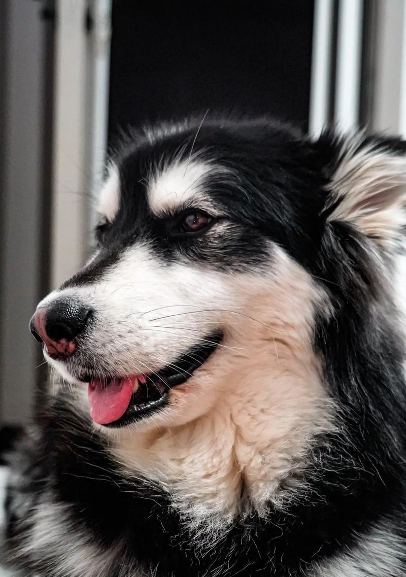 无锡狗市场有哪些大型犬？购买大型犬时应注意什么？
