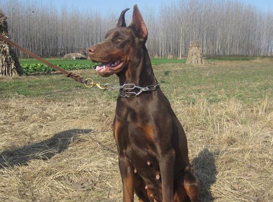 有哪些温和大型犬种类？它们适合哪些家庭环境？