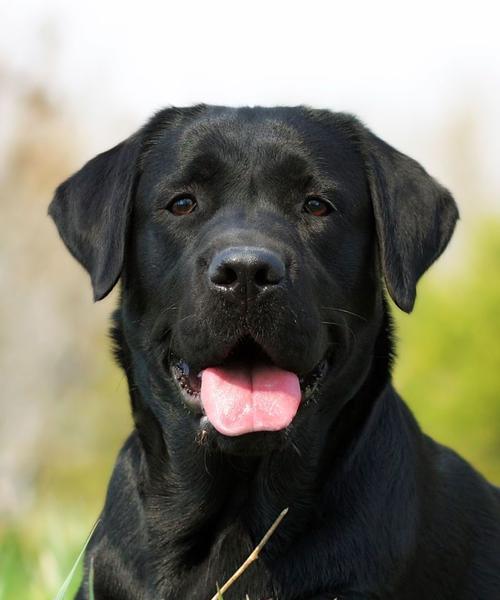 小型黑灰犬有哪些品种？各品种特点是什么？
