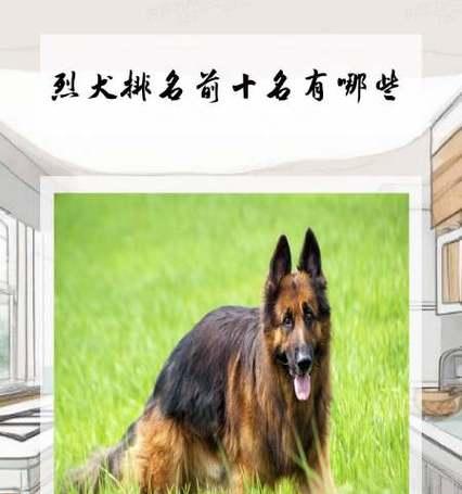 家庭中小型护卫犬有哪些品种？选择时应注意什么？