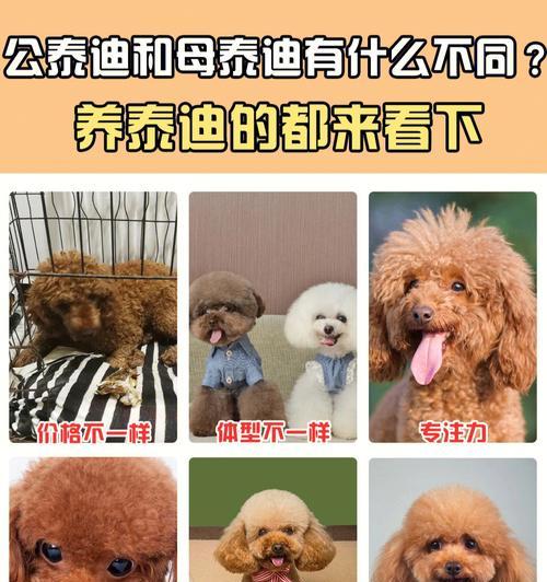 槎桥市场泰迪的售价是多少？