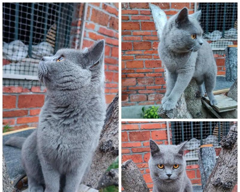 母蓝猫不食猫粮却瘦弱原因何在？