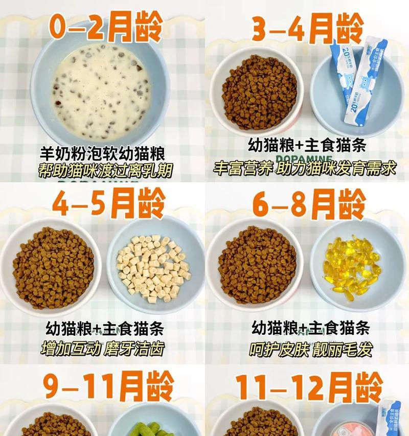 奶猫怎么喂猫粮喂多少?不同年龄的猫咪喂食量有何不同?