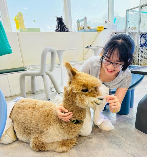 如何清洗羊驼并去除异味？